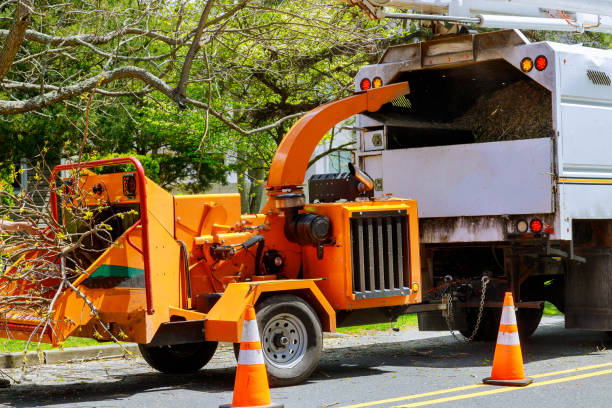 Best Tree Health Inspection  in Whitefish, MT