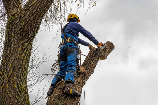 How Our Tree Care Process Works  in  Whitefish, MT